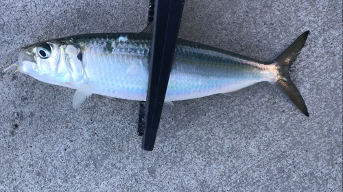 カタボシイワシの釣果