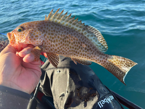 オオモンハタの釣果