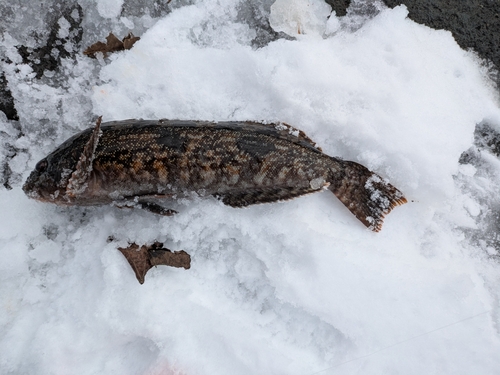 アブラコの釣果