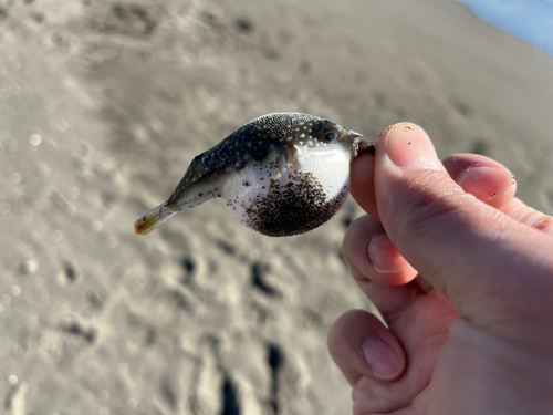 クサフグの釣果