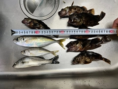 アジの釣果