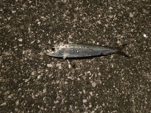 イワシの釣果