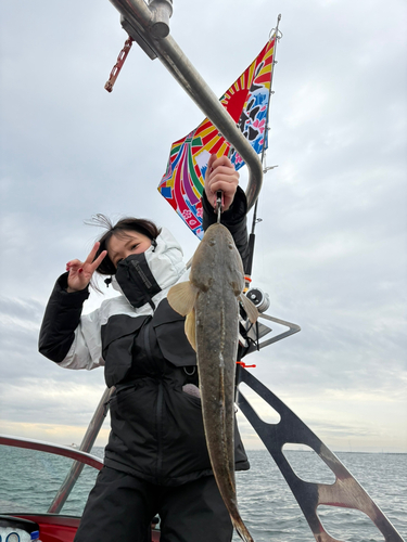 マゴチの釣果