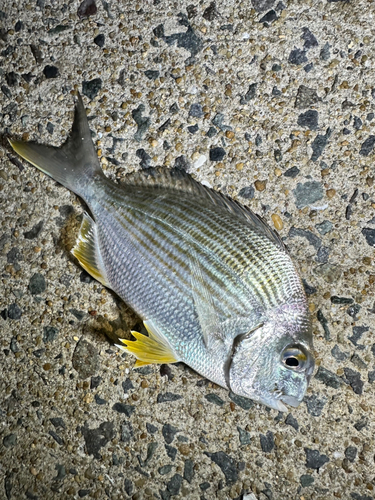 ヘダイの釣果