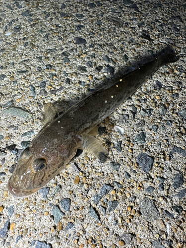 ハゼの釣果