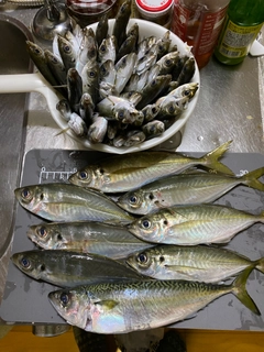 アジの釣果