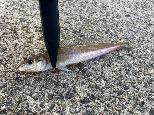 キスの釣果