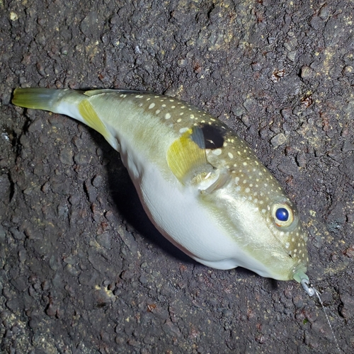 フグの釣果