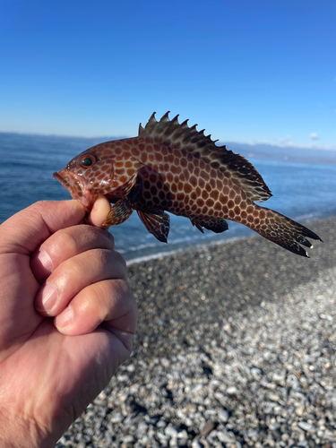 片浜海岸