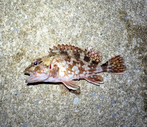 アラカブの釣果