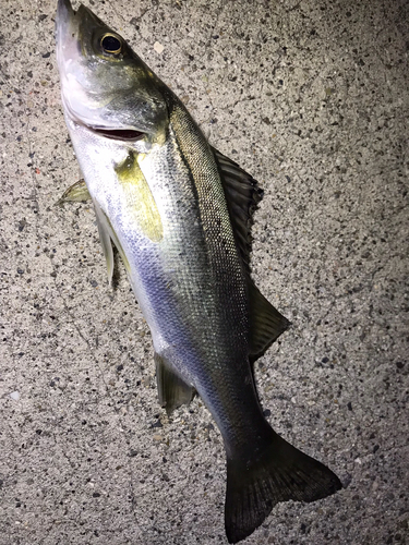 セイゴ（マルスズキ）の釣果