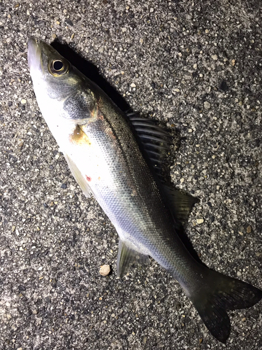 セイゴ（マルスズキ）の釣果