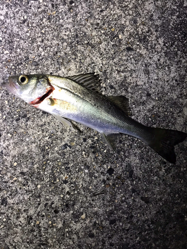 セイゴ（マルスズキ）の釣果