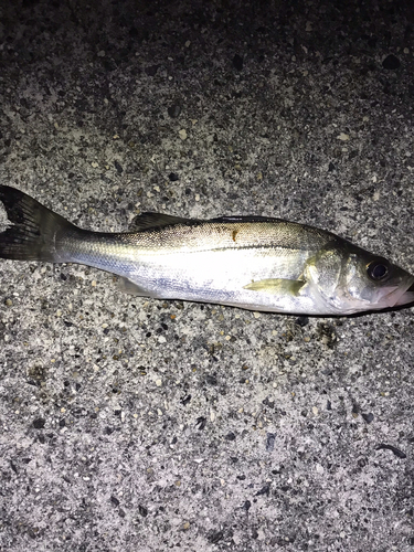 セイゴ（マルスズキ）の釣果