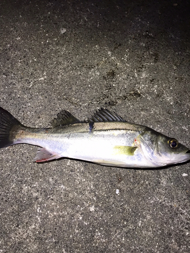 セイゴ（マルスズキ）の釣果