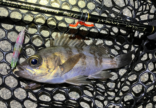 シロメバルの釣果