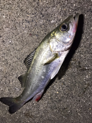 セイゴ（マルスズキ）の釣果