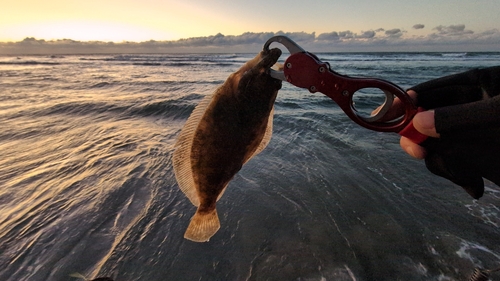 ソゲの釣果