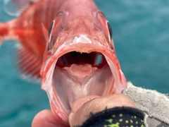 ホウセキキントキの釣果