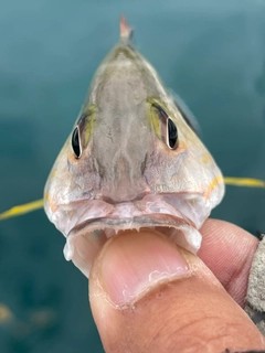 オキフエダイの釣果