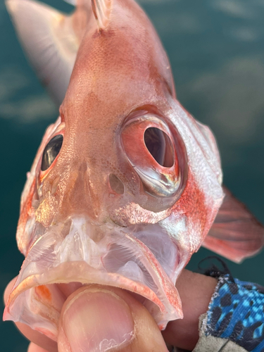 ホウセキキントキの釣果