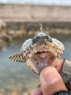 カンモンハタの釣果