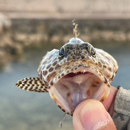 カンモンハタ