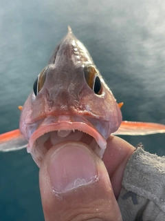 ヒメフエダイの釣果