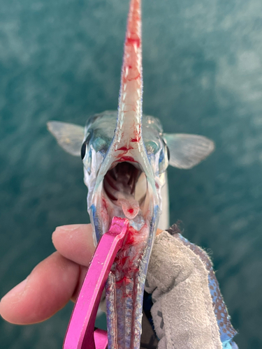 オキザヨリの釣果