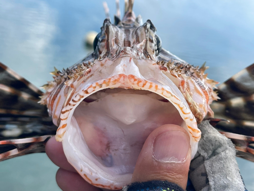 ハナミノカサゴの釣果