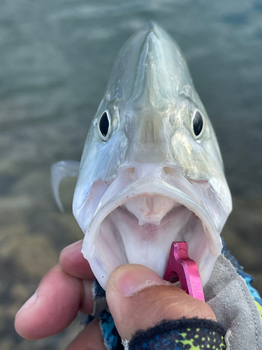 オニヒラアジの釣果