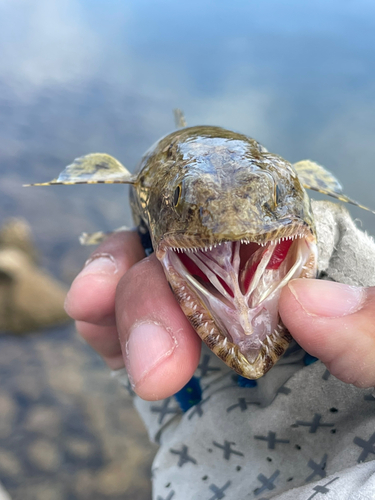 エソの釣果