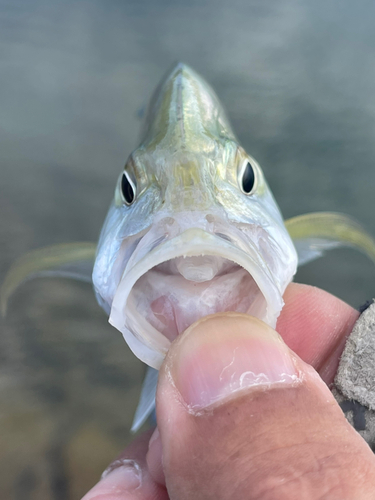 カスミアジの釣果