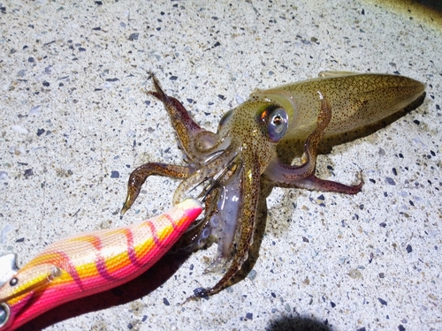 ヒイカの釣果