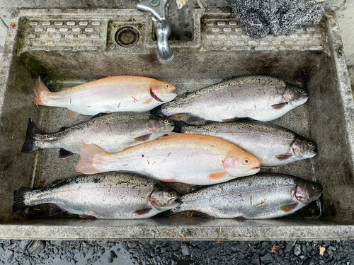 ニジマスの釣果