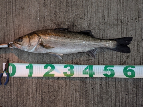 シーバスの釣果