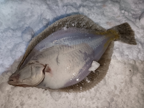 マガレイの釣果