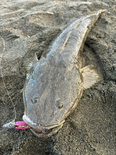 マゴチの釣果