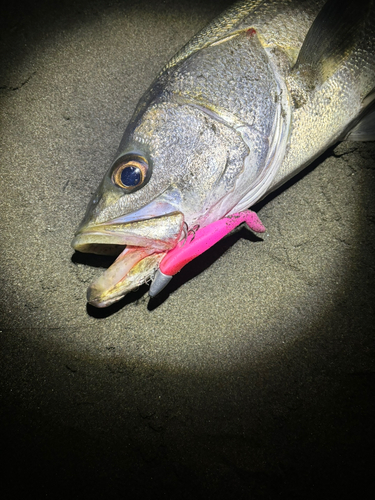 スズキの釣果