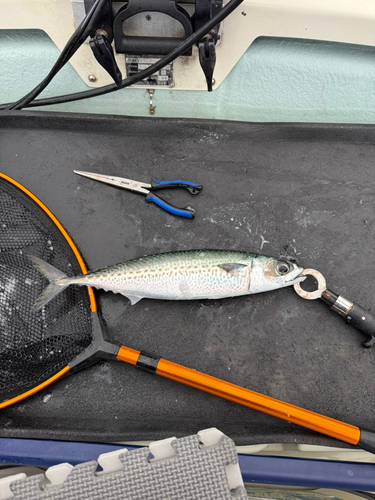 ゴマサバの釣果