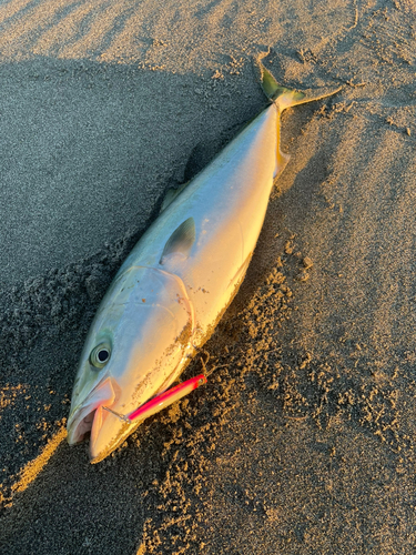 ブリの釣果