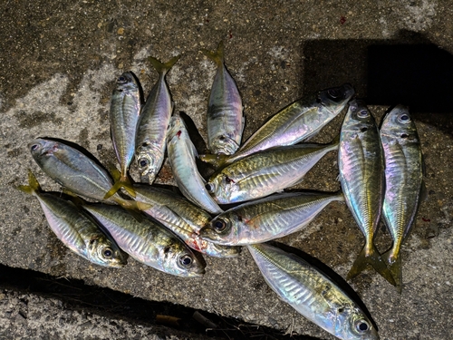 マアジの釣果