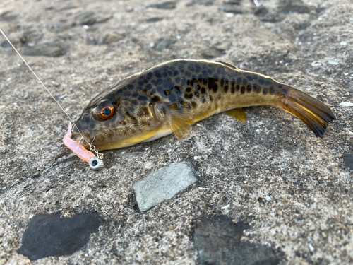 フグの釣果