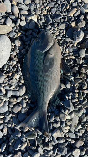 メジナの釣果