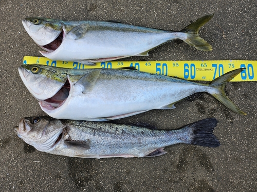 ブリの釣果