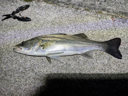 セイゴ（ヒラスズキ）の釣果