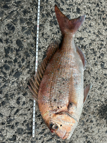 マダイの釣果