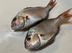 マダイの釣果