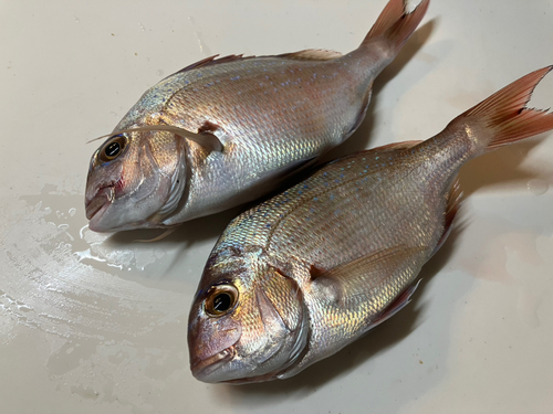 マダイの釣果