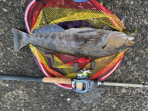 アイナメの釣果